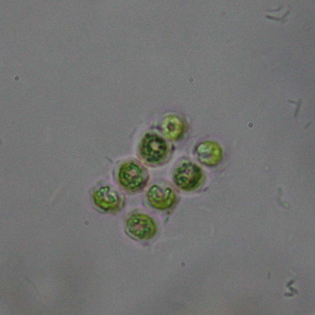 Uso della reflex